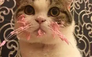 Кот хпн можно ли ему мяса