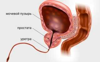 Анализ пса только урологический