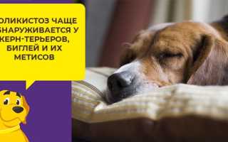 Хпн у собак что такое