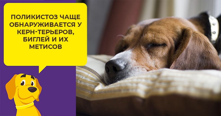 Хпн у собак что такое