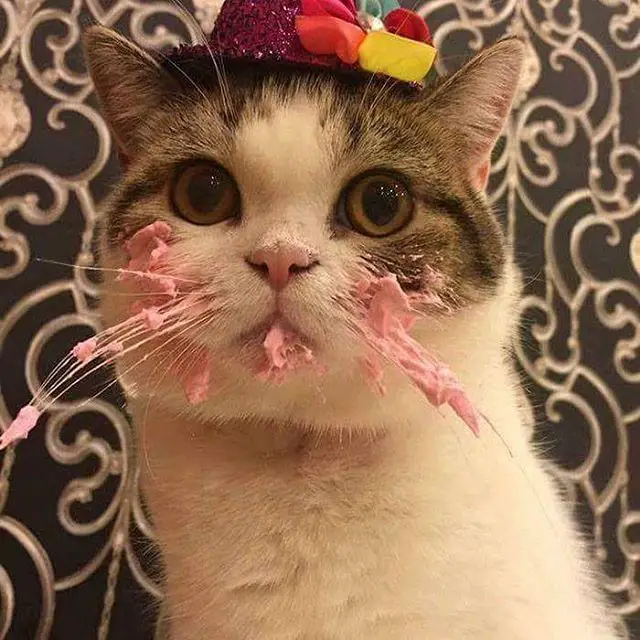 Кот хпн можно ли ему мяса