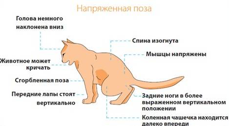 Заболевания мочеполовой системы у кошек и котов - симптомы, лечение, препараты, причины появления